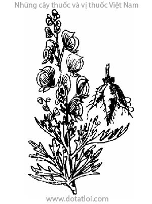 ÂU Ô ĐẦU, 歐烏頭, 欧乌头, Aconnit napel., Aconitum napellus L., họ Mao lương, Ranunculaceae