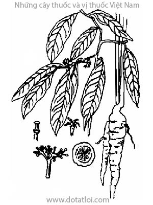 BỔ BÉO, bùi béo, béo trắng, Gomphandra tonkinesis Gagnep, họ Thụ đào, Icacinaceae