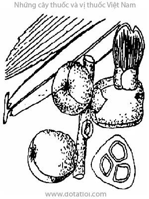 BỤNG BÁNG, 桄榔, báng, cây đoác, palmier à sucre, Arenga saccharifera Labill., Saguerus rumphii Roxb., Borassus gomutus Lour., họ Cau Arecaceae, Palmae