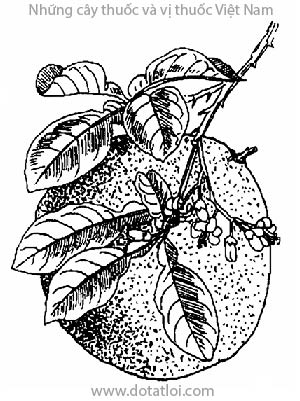 BƯỞI, 柚, bòng, co phúc, kanbao tchiou, kroth thlong, makkamtel, makphuc, maksom, Citrus maxima (Buru) Merrill, Citrus grandis Osbeck, họ Cam, Rutaceae