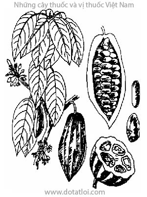 CA CAO, 可可, cù lắc, cacoyer, theobroma cacao L., họ Trôm, Sterculiaceae