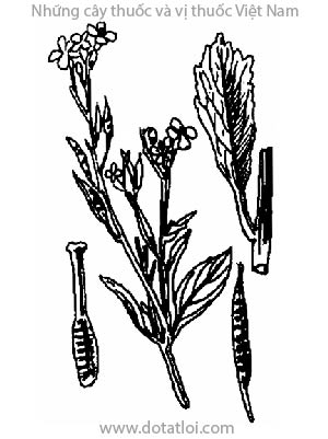 CẢI CANH, 芥菜, cải dưa, cây rau cải, giới tử, Brassica juncea (l.) Czermet Coss., Sinapis juncea L., họ Cải, Brassicaceae