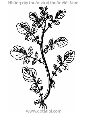 CẢI XOONG, 豆瓣菜, đậu ban thái, thủy điều thái, tây dương thái, Nasturtium offcinale R. Br., Roripa nasturtium aquaticum Hayek, họ Cải, Cruciferae