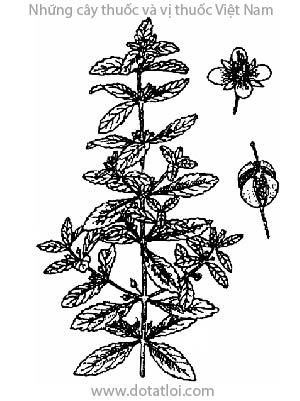 CAM THẢO NAM, 野甘草, dã cam thảo, thổ cam thảo, giả cam thảo, Seoparia dulcis L., họ Hoa mõm chó, Scrophulariaceae