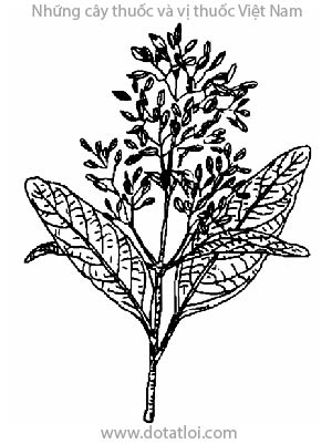 CANHKINA, 金雞納, 金鸡纳, Cinchona sp., họ Cà phê, Rubiaceae