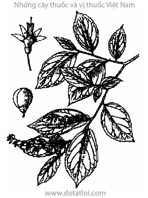 CÁNH KIẾN TRẮNG, 安息香, cây bồ đề, an tức hương, benzoin, Styrax tonkinonse Pierre, họ Bồ đề, Styracaceae