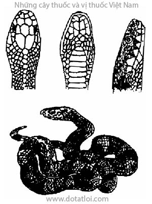 Cạp nong, Bungarus fasciatus