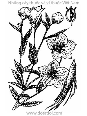 CÁT CÁNH, 桔梗, Platycodon grandiflorum A. DC., họ Hoa chuông, Campanulaceae