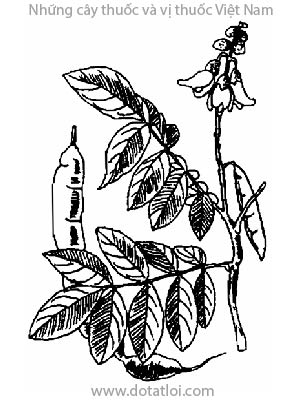 CÁT SÂM, 山蓮藕, 山莲藕, sâm nam, sâm chuột, ngưu đại lực, sơn liên ngẫu, đại lực thự, Millettia speciosa Champ., họ Cánh bướm, Papilionaceae