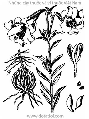 BÁCH HỢP, 百合, cây tỏi rừng, Lilium brownii F. E. Br. var. colchesteri Wils., họ Hành tỏi, Liliaceae