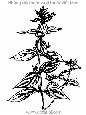 CÂY BỌ MẮM, 霧水葛, 雾水葛, cây thuốc dòi, Pouzolzia zeylanica Benn., Pouzolzia indica Gaud., họ Gai, Urticaceae