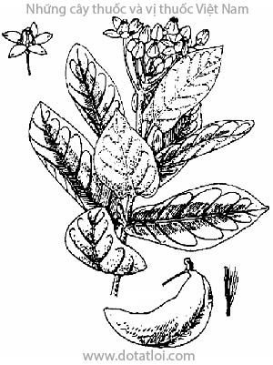 CÂY BỒNG BỒNG, 牛角瓜, nam tì bà, cây lá hen, Calotropis gigantea R. Br., họ Thiên lý, Asclepiadaceae