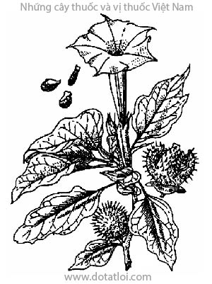 CÂY CÀ ĐỘC DƯỢC, 曼陀羅, 曼陀罗, mạn đà la, Datura metel L., họ Cà, Solanaceae