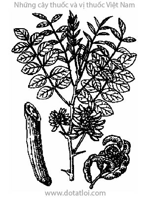 CAM THẢO BẮC, 甘草, bắc cam thảo, cam thảo, sinh cam thảo, quốc lão, Clycyrrhiza uralensis Fish, Glycyrrhiza glabra L., G. glandulifera Waldst et Kit, họ Cánh bướm Fabaceae, Papilionaceae