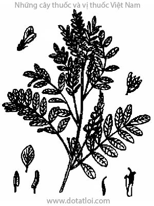 CAM THẢO CHÂU ÂU, 甘草, cam thảo, Clycyrrhiza uralensis Fish, Glycyrrhiza glabra L., G. glandulifera Waldst et Kit, họ Cánh bướm Fabaceae, Papilionaceae