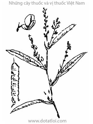 CÂY CỔ BÌNH, 葫蘆茶, 葫芦茶, hố lô trà, cây mũi mác, cây cổ cò, thóc lép, Desmodium trique-trum (L.) DC., họ Cánh bướm Fabaceae, Papilionaceae