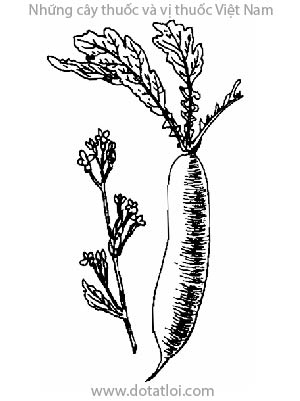 CỦ CẢI, 莱菔, rau lú bú, củ cải, la bặc tử, lai phục tử, Raphanus sativus L., họ Cải, Brassicaceae