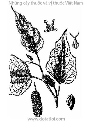 CÂY DÂU, 桑, mạy môn, dâu cang, tầm tang, Morus alba L., họ Dâu tằm, Moraceae