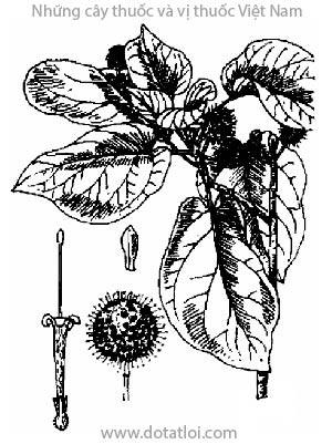 CÂY GÁO, 烏檀側柏, 乌檀侧柏, Sarcocephalus cordatus Miq., họ Cà phê, Rubiaceae