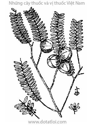 CÂY ME RỪNG, 餘甘子, 余甘子, du cam tử, ngưu cam tử, dư cam tử, Phyllantus emblica Linn., họ Thầu dầu, Euphorbiaceae
