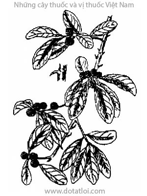 CÂY MỎ QUẠ, 穿破石, hoàng lồ, vàng lồ, xuyên phá thạch, Cudrania tricuspidata (Carr.) Bur., họ Dâu tằm, Moraceae