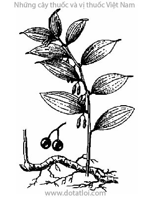 NGỌC TRÚC, 玉竹, Polygonatum offcinale All, họ hành tỏi, Liliaceae