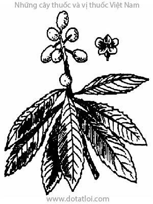 CÂY NHÓT TÂY, 枇杷葉, 枇杷叶, phì phà, nhót Nhật Bản, tỳ bà diệp, Eriobotrya japonica Lindl., họ Hoa hồng, Rosaceae