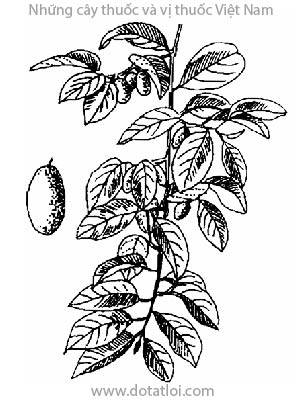 CÂY NHÓT, 胡颓子, cây lót, hồ đồi tử, Elaeagnus latifoila L., họ Nhót, Elaeagnaceae