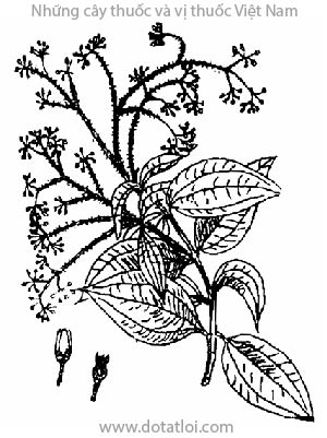 QUẾ THANH HÓA, 清化桂, nhục quế, quế Thanh, quế Quỳ, cannellier royal, cannellier d'Annam., Cinnamomum loureirii Nees, Cinnamomum obtusifolium Nees var. loureirii perrot et Eberh; Láuru cinnamomum Lour., họ Long não, Lauraceae