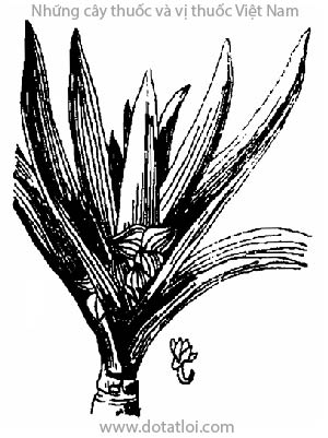 BẠNG HOA, 蚌花, cây sò huyết, tử vạn niên thanh, lẻ bạn, Rhoeo discolor, (L'Herit) Hance (Tradescantia discolor L'Herit), họ Thài lài, Commelinaceae