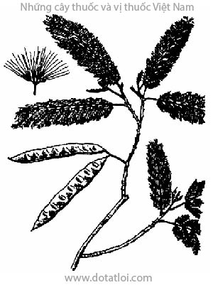 CÂY SÓNG RẮN, sóng rận, sóng rắn nhiều lá, Albizzia myriophylla Benth, họ Trinh nữ, Mimosaceae