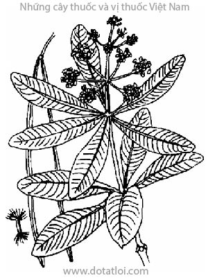 CÂY SỮA, 糖膠樹, 糖胶树, mùa cua, mò cua, tinpét, popeal-khê, Alstonia scholaris (L.) R. Br., Echites scholaris L., họ Trúc đào, Apocynaceae