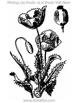 CÂY THUỐC PHIỆN, 罂粟, a phù dung, anh tử túc, a phiến, túc xác, anh túc xác, Papaver somniferum L., họ Thuốc phiện, Papaveraceae