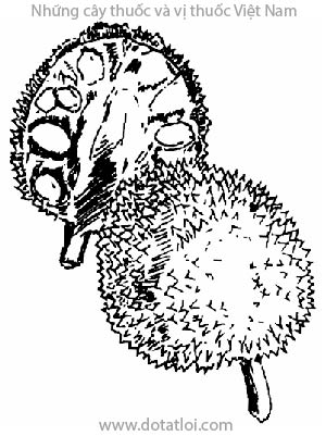 CÂY XA KÊ, 麵包樹, 面包树, cây bánh mỳ, arbre à painvrai., Artocarpus incisa L., họ Dâu tằm, Moraceae
