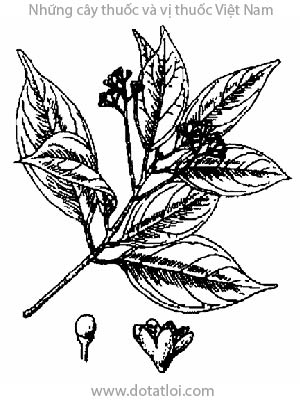 CÂY XÁ XỊ, vù hương, rè hương, cô châu, canh châu, bois de vierge, Cinnamomun parthennoxylon Meissn, Sassfras parthenoxylon Meissn, họ Long não, Lauraceae