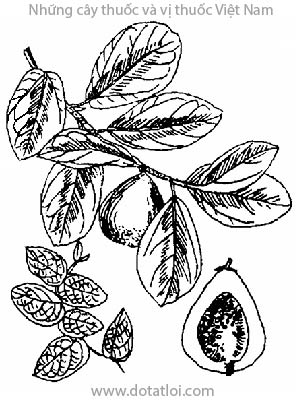CÂY XỘP, 薜荔, xộp xộp, trâu cổ, vẩy ốc, bị lệ, Ficus pumila L., họ Dâu tằm, Moraceae