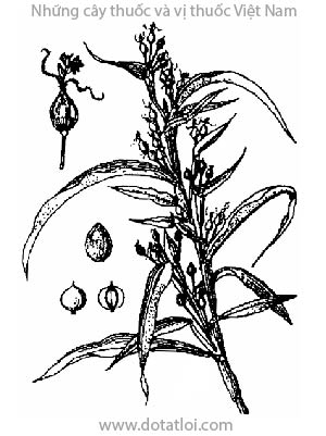 Ý DĨ, 薏苡仁, dĩ mễ, dĩ nhân, ý dĩ nhân, hạt bo bo, bo bo, Coix lachryma-jobi L., họ lúa Poaceae, Gramineae