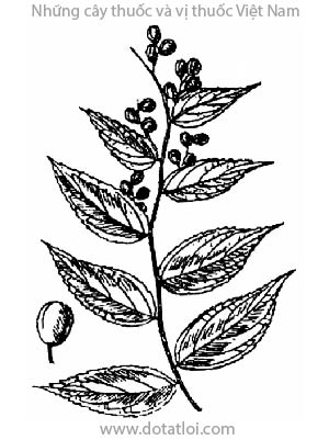 CHÂU THỤ, 芳香白珠, lão quan thảo, Gaultheria fragrantissima Wall., Gaultheria fragrans Don, họ Đỗ quyên, Ericaceae