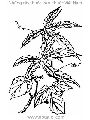 CHÌA VÔI, 白粉藤, bạch liễm, đau xương, bạch phấn đằng, Cissus modeccoides Planch., Cissus vitiginea Lour. (non L.) C. triloba merr., Callicarpa triloba Lour., họ Nho, Ampelidaceae