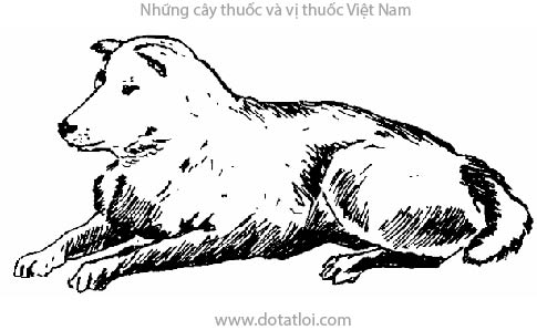CHÓ, 狗, Canis familiaris L., họ Chó, Canidae