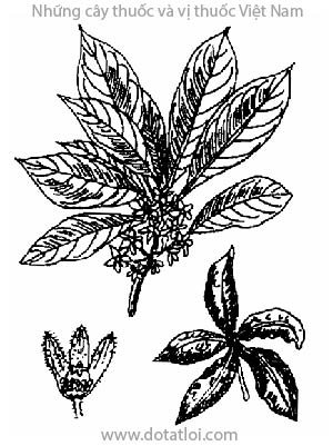 CÔ LA, 可樂, 可乐, Cola sp., họ Trôm, Sterculiaceae