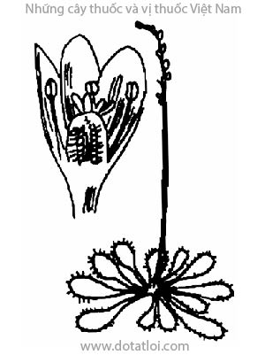 CỎ TRÓI GÀ, 錦地羅, 锦地罗, cỏ tỹ gà, cẩm địa là, bèo đất, Drosera burmannii Vahl., Dorseraceae rotundifolia Lour., non L., họ cây Bắt ruồi, Droseraceae