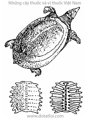 MIẾT GIÁP, 鱉甲, 鳖甲, mai con ba ba, thủy ngư xác, giáp ngư, miết xác, Carapax Amydae