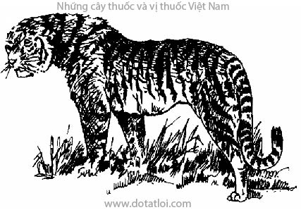 XƯƠNG HỔ, con hổ, 虎骨, đại trùng cốt, lão hổ cốt, hổ cốt, Panthera tigris L., họ Mèo, Felidae