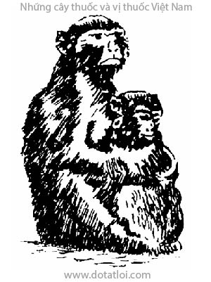 KHỈ, 獼猴, 猕猴, hầu, Macaca sp., họ Khỉ, Cercopithecidae