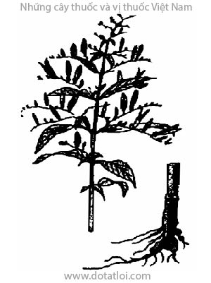 CÔNG CỘNG, 穿心蓮, 穿心莲, nguyễn cộng, lam khái liên, khổ đảm thảo, xuyên tâm liên, roi des amers, Andrographis paniculata (Burum.f.) Nees (Justicia paniculata Burm.f.)., họ Ô rô, Acanthaceae