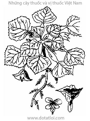 CỦ ẤU, 菱, ấu trụi, ấu nước, kỵ thực, lăng thực, macre, krecchap, Trapabicornis L., họ Củ ấu, Hydrocaryaceae