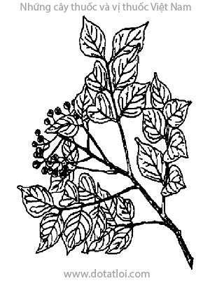CỦ KHỈ, 野黄皮, vương tùng, hồng bì núi, xì hắc, cút khí, Murraya tetramera Huang, Murraya glabra Guill. Clausenia dentata (willd) Roem., họ cam, Rutaceae