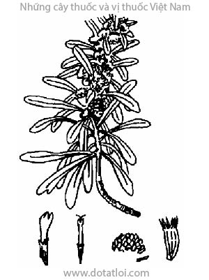 CÚC MỐC, 芙蓉菊, ngải phù dung, nguyệt bạch, ngọc phù dung, Crossostephium chinense (L.) Mak., Crossostephium artemisioides Less, họ Cúc Asteraceae, Compositae