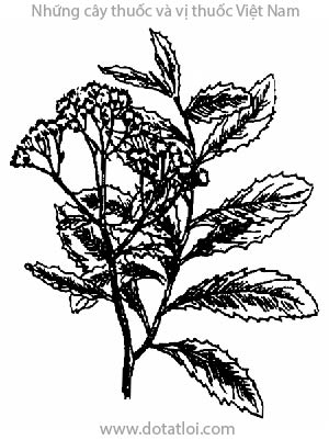 CÚC TẦN, 欒樨, 栾樨, từ bi, cây lức, nan luật, pros anlok, pras anlok, Pluchea indica (L.) Less., họ Cúc Asteraceae, Compositae